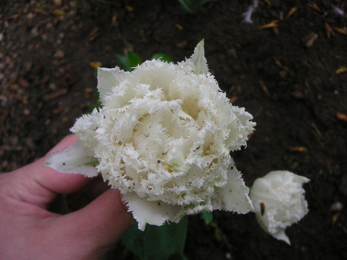 2880657730075666569jGFlBc_fs