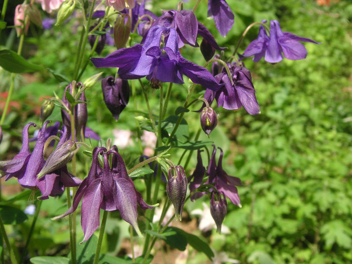 2885161530075666569lnrmYB_fs