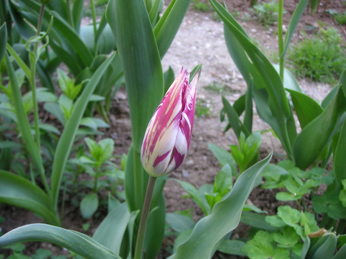 2891950920075666569Jrvlaq_fs