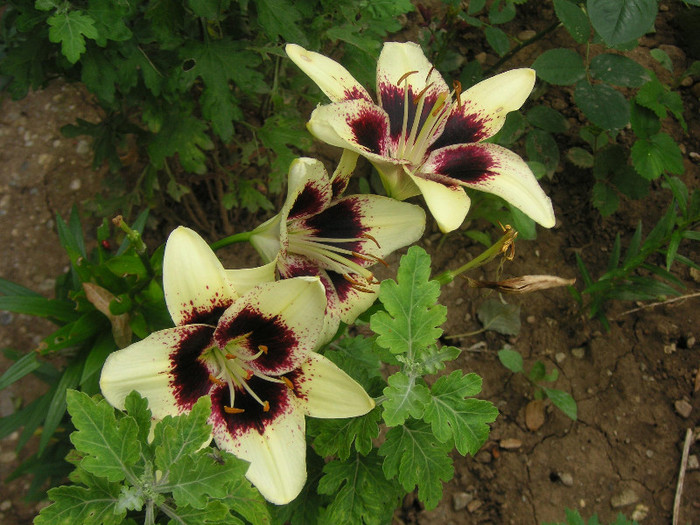 2901460680075666569UXpYmc_fs