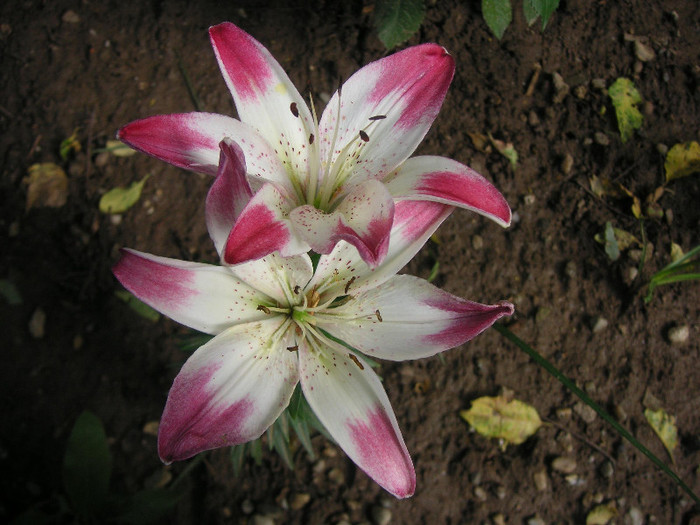 2901820980075666569rUduzV_fs