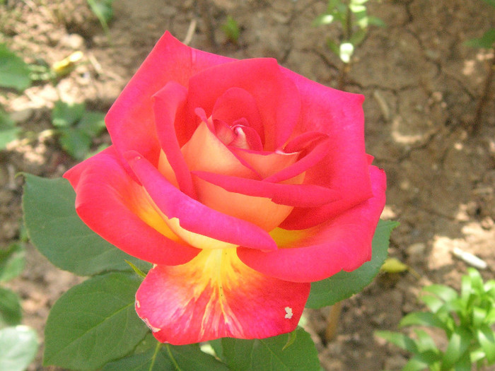 2903038440075666569ZaxiEV_fs