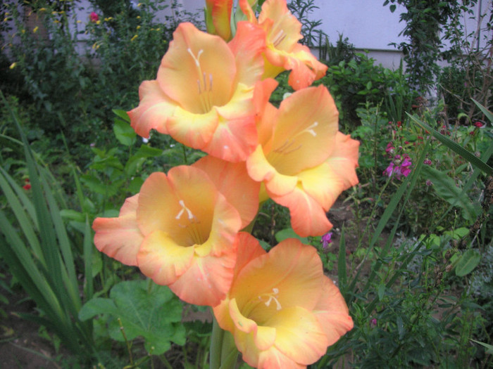 2903076830075666569DgtjZO_fs