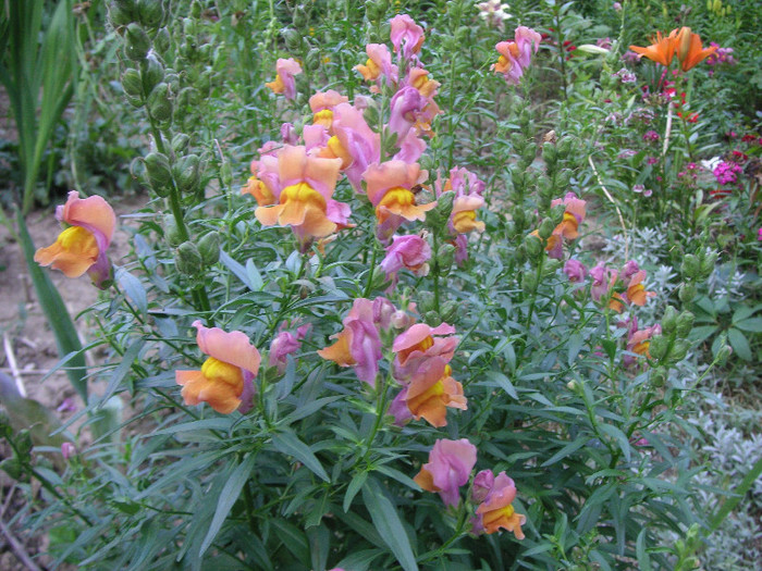 2903246560075666569FolXGL_fs