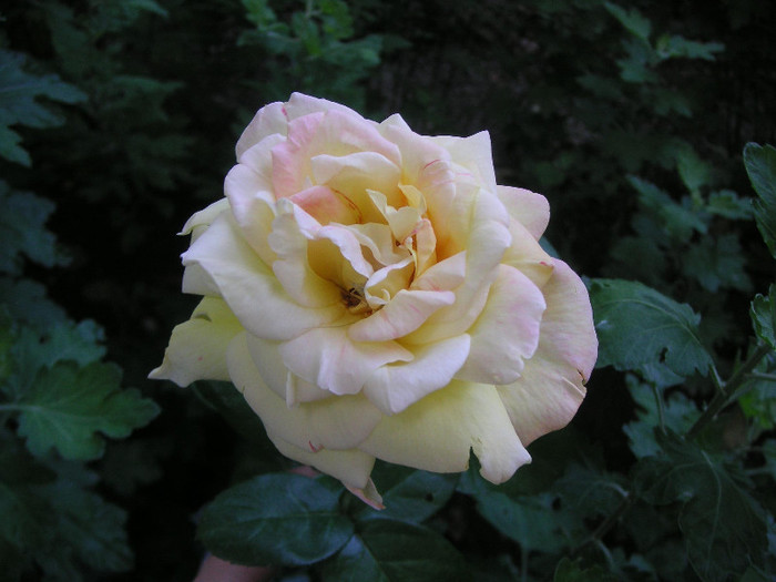 2904984810075666569aXQIAi_fs