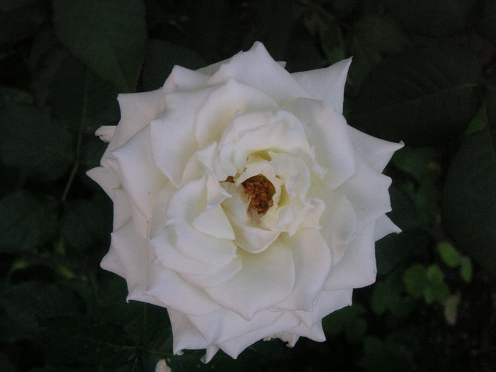 2917877460075666569sohvaj_fs