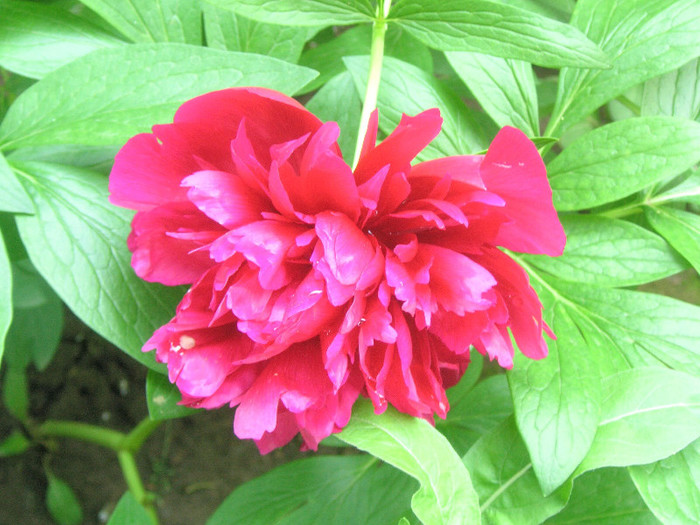 2921195470075666569YjPWxD_fs