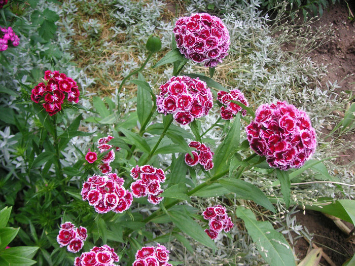 2934152330075666569fpiSJq_fs - Gradina III