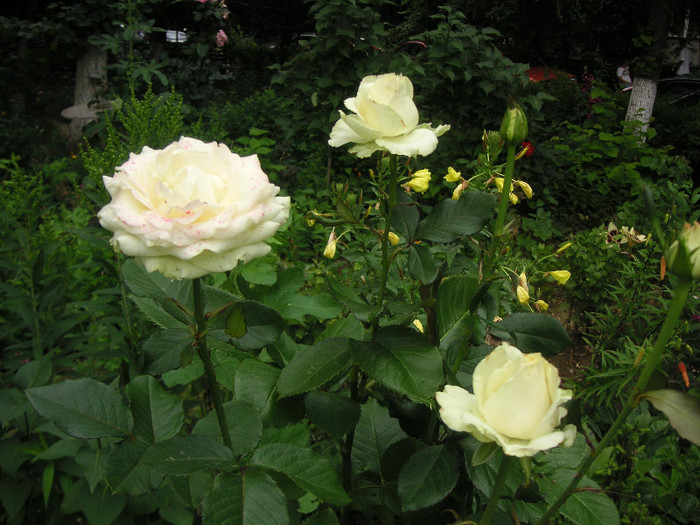 2934461470075666569tTsylW_fs