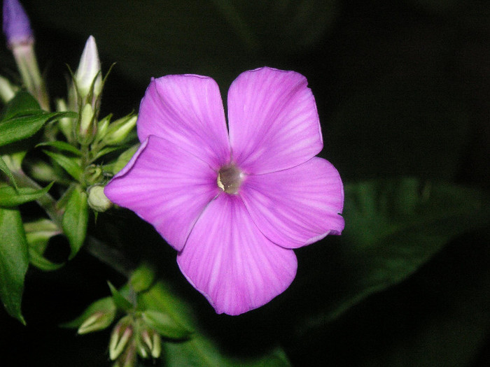 2938504530075666569nPcJmQ_fs - Gradina III