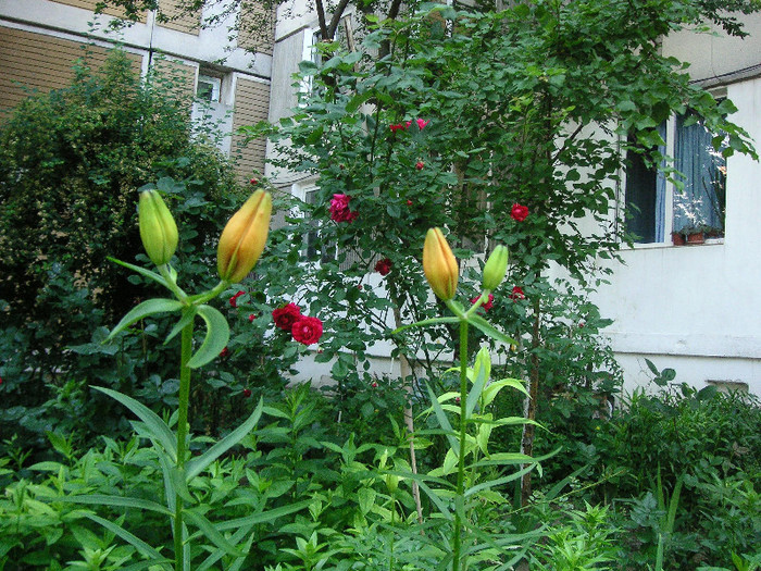 2941382370075666569RKzWpU_fs