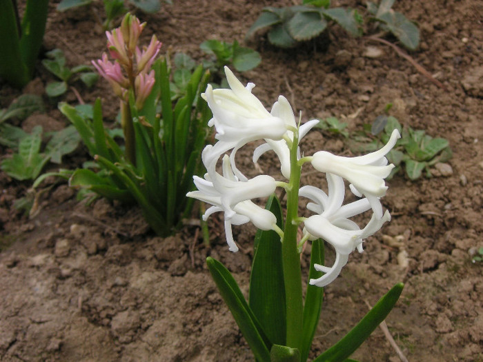 2941609230075666569sChvvY_fs