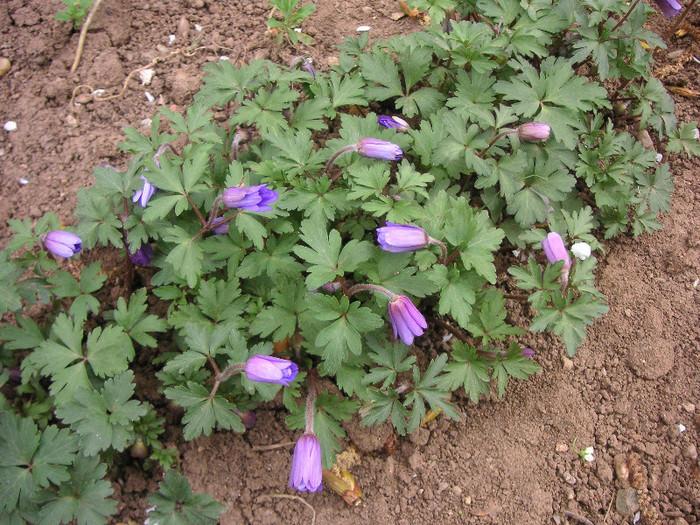 2943316990075666569FOFhCF_fs