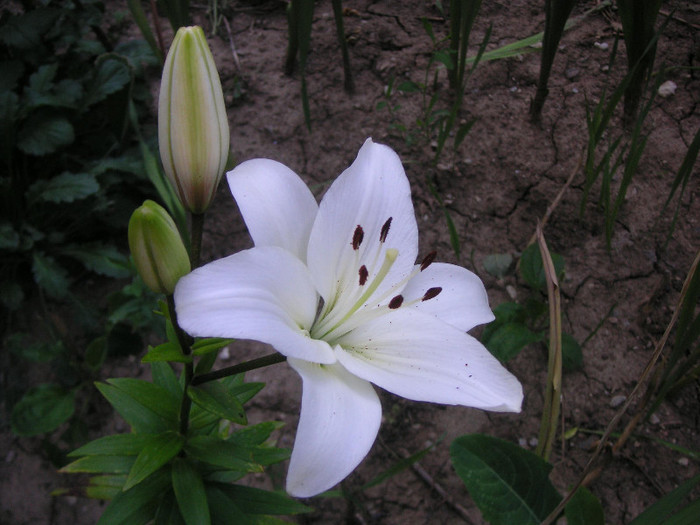 2945425710075666569ZFJAUf_fs