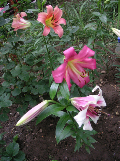 2946198960075666569sDJFjI_fs