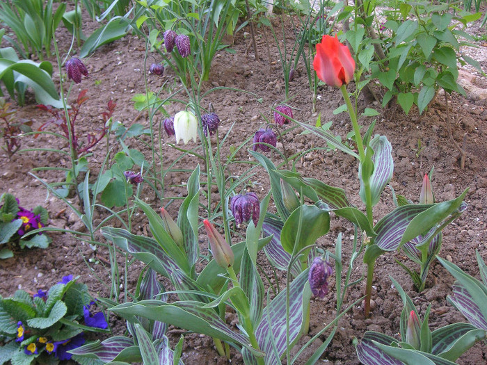 2951199750075666569vvFSHI_fs