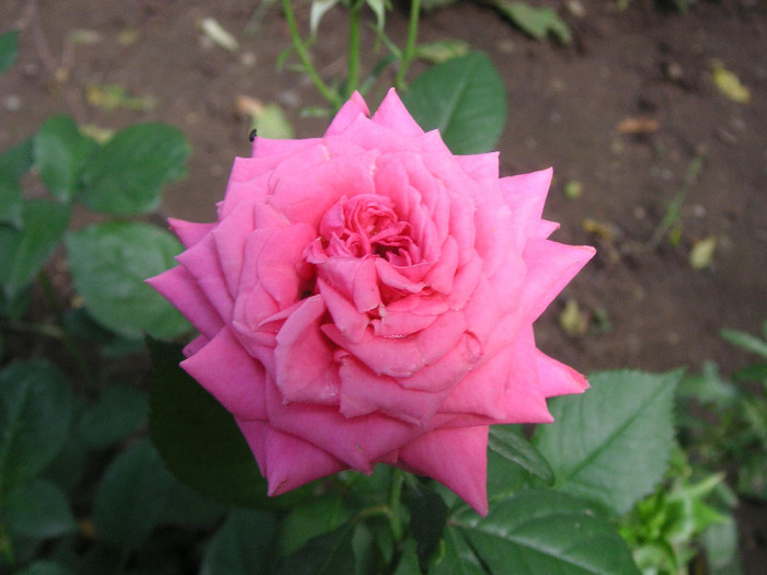 2953301040075666569PXYZcL_fs