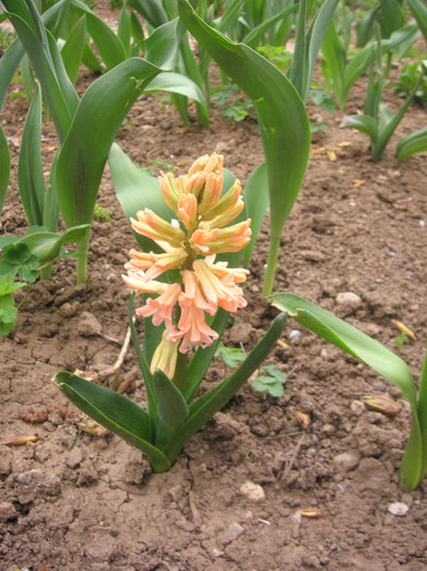 2992127300075666569voECpc_fs