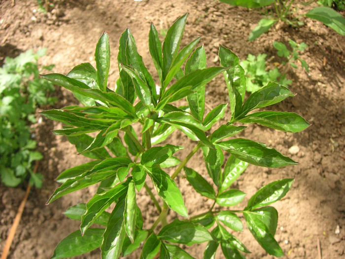 2993484740075666569BPrJnW_fs