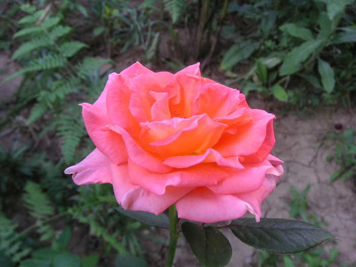 2996136660075666569WSfcki_fs