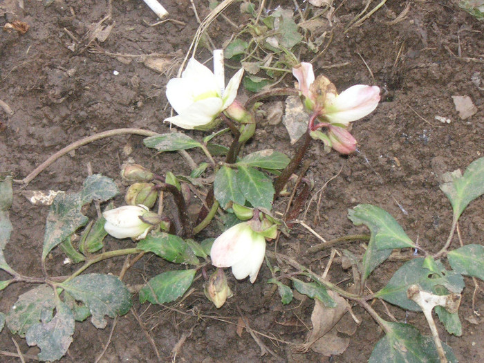 2996845510075666569HkEqMZ_fs