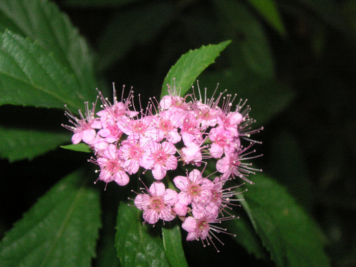 2998791080075666569ZzbioK_fs