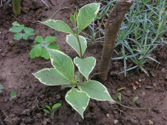 2999331880075666569EyvtRX_fs