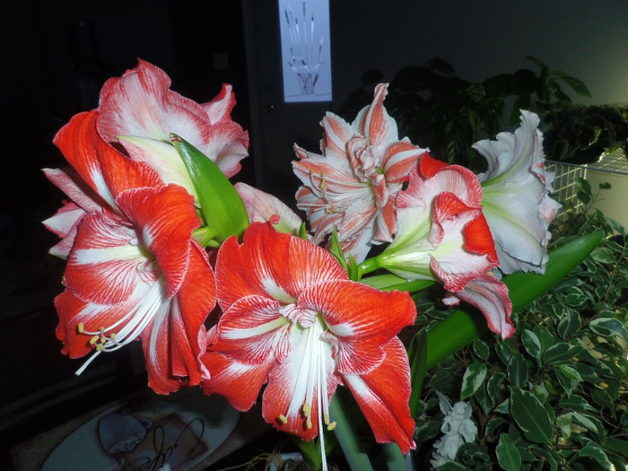 14 dec. 2012 - 2012 Amaryllis