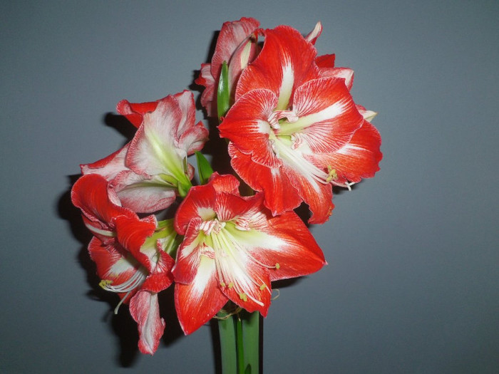 14 dec. 2012 - 2012 Amaryllis