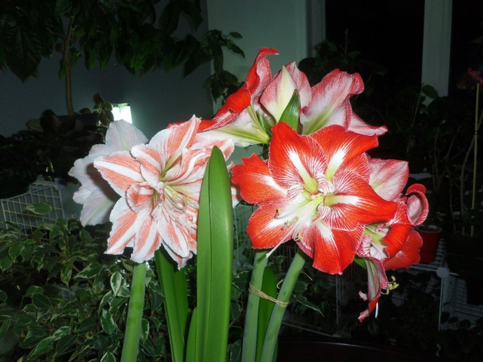 14 dec. 2012 - 2012 Amaryllis