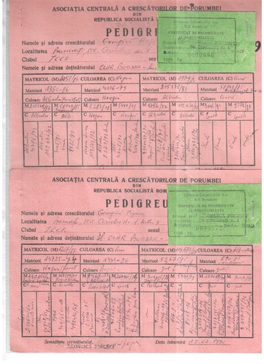 685,672-89 GEORGICA POPESCU - pedigreele unor porumbei achizitionati