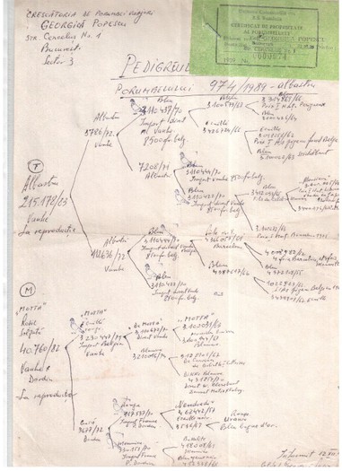 974-89,GEORGICA POPESCU - pedigreele unor porumbei achizitionati