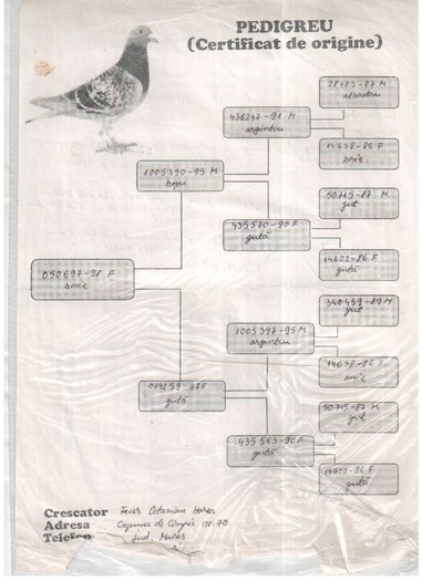 050697-98F FEIER HOREA - pedigreele unor porumbei achizitionati