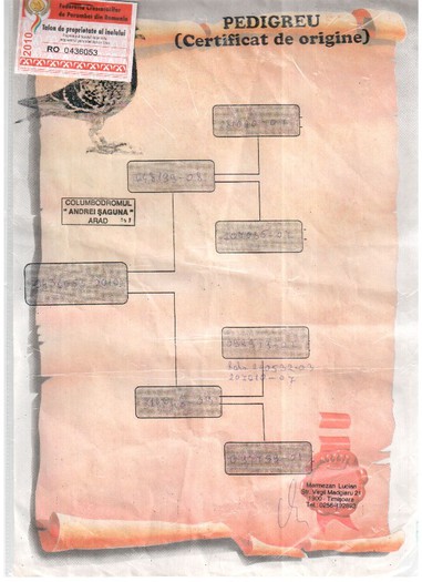0436053-10 MERMEZAN LUCIAN - pedigreele unor porumbei achizitionati