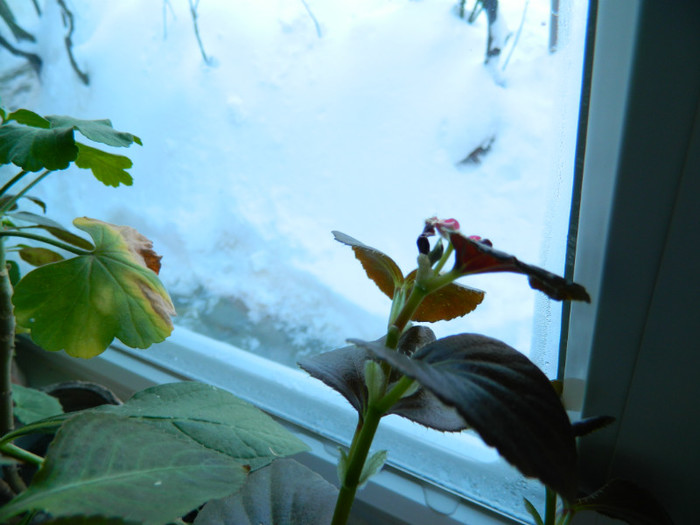 DSCN3599 - DECEMBRIE 2012