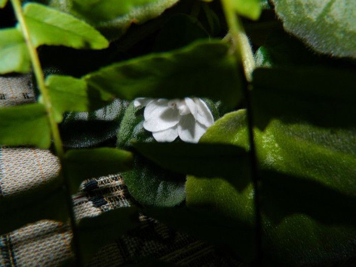 DSCN3607 - DECEMBRIE 2012