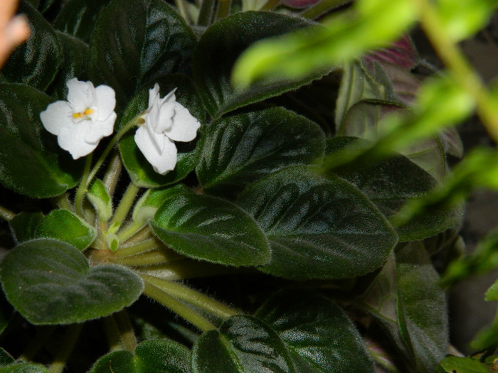 DSCN3608 - DECEMBRIE 2012