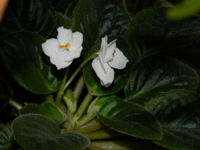 DSCN3609 - DECEMBRIE 2012