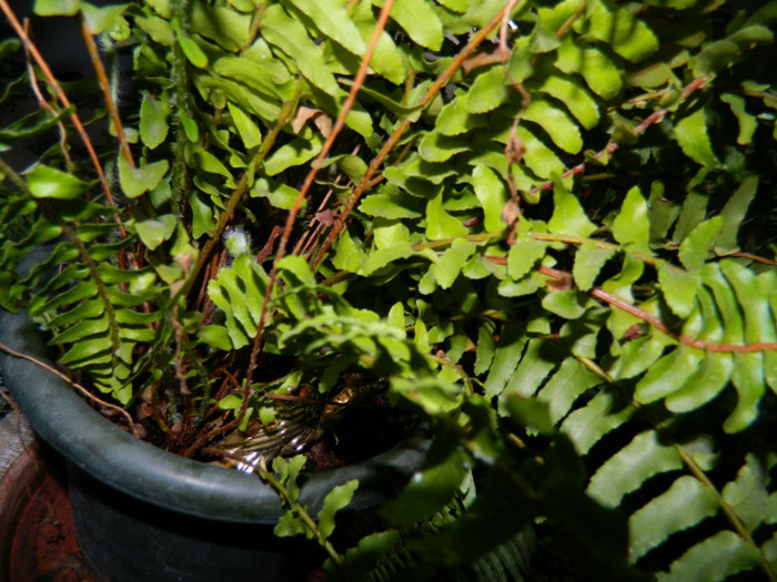 DSCN3610 - DECEMBRIE 2012