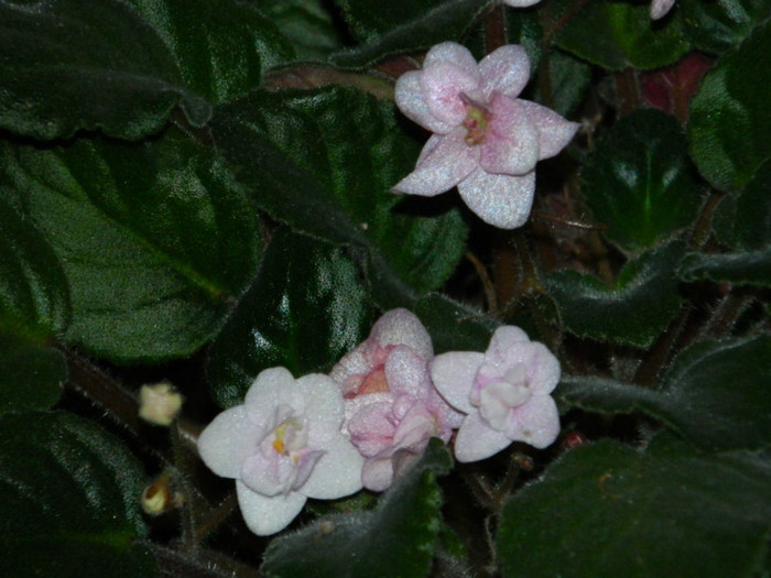 DSCN3611 - DECEMBRIE 2012