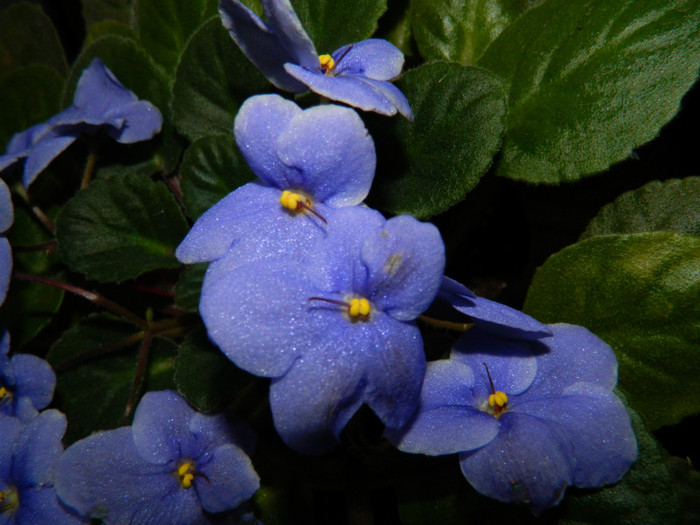 DSCN3615 - DECEMBRIE 2012