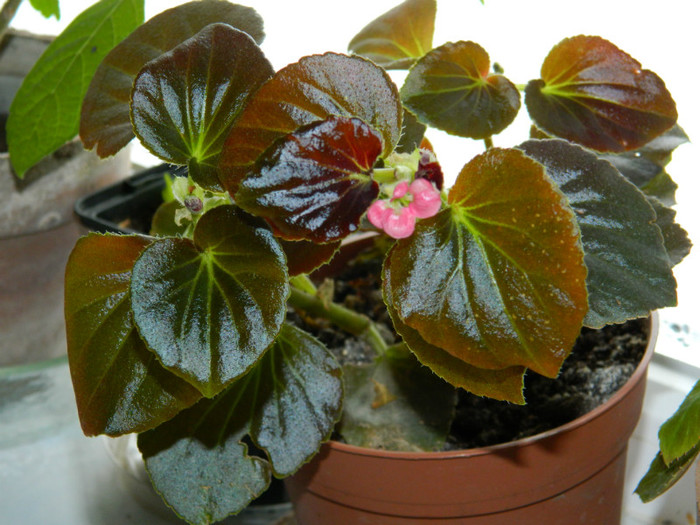 DSCN3625 - DECEMBRIE 2012