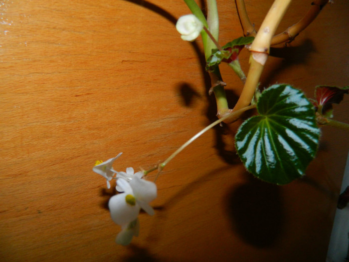 DSCN3628 - DECEMBRIE 2012