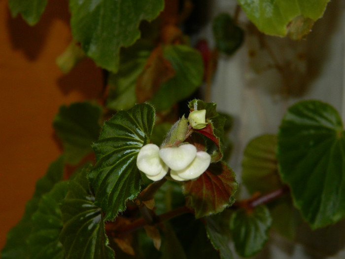 DSCN3629 - DECEMBRIE 2012