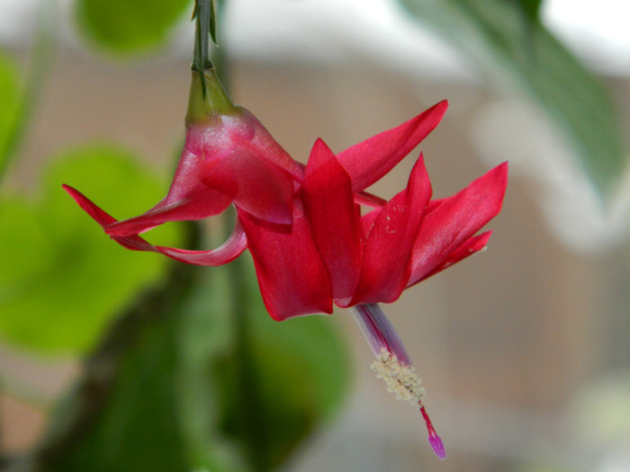 DSCN3631 - DECEMBRIE 2012