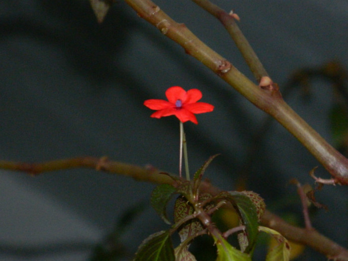 DSCN3633 - DECEMBRIE 2012
