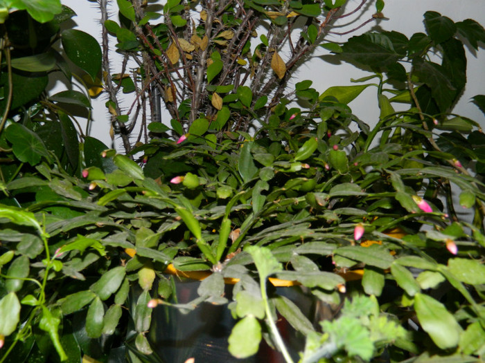 DSCN3634 - DECEMBRIE 2012