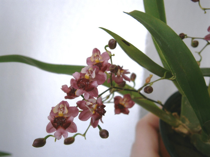 Twinkle Chian Tzi Delight(parfumat) - Oncidium