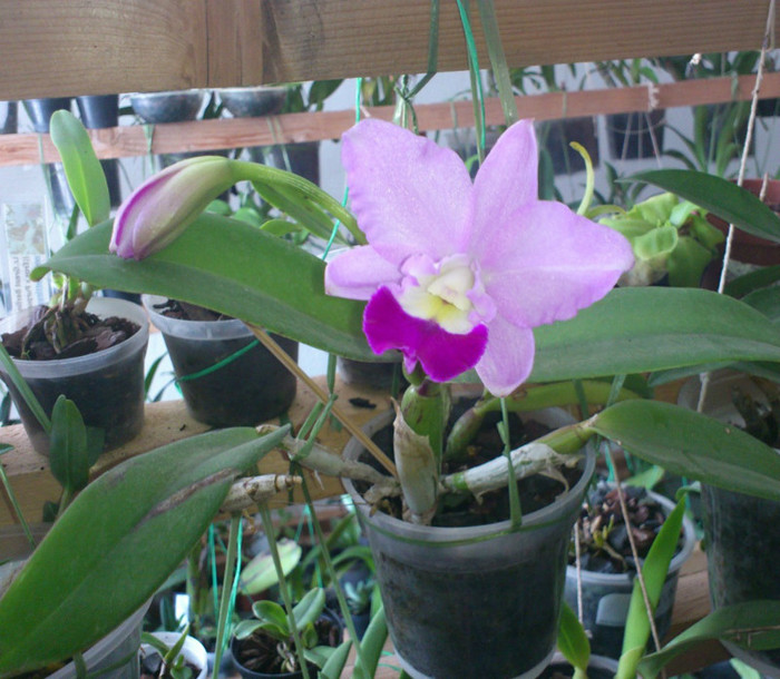 cat-dec2012 - Cattleya