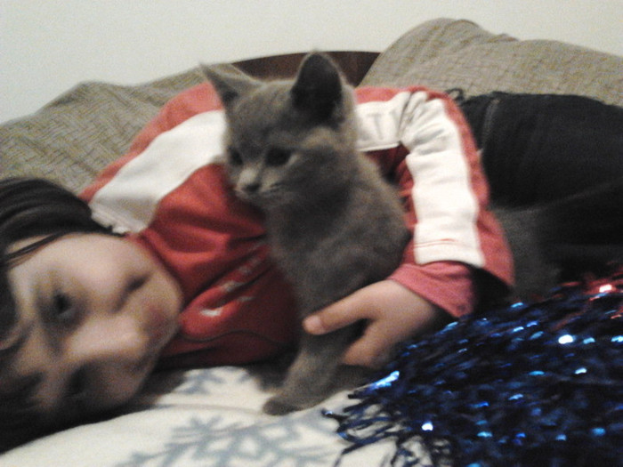 British shorthair blu; baietel 9 saptamani
